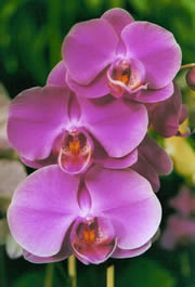 Phalaenopsis hybrid 